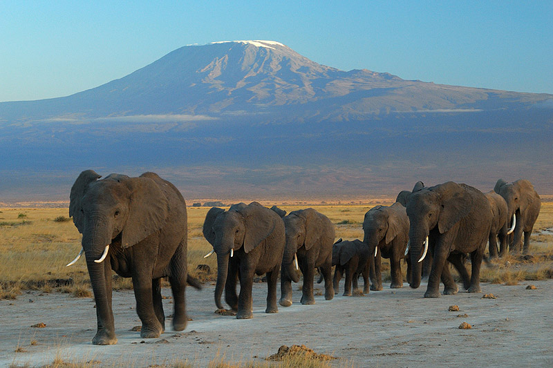 Elephants_at_Amboseli_national_park_against_Mount_Kilimanjaro (1)